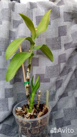 Дендробиум