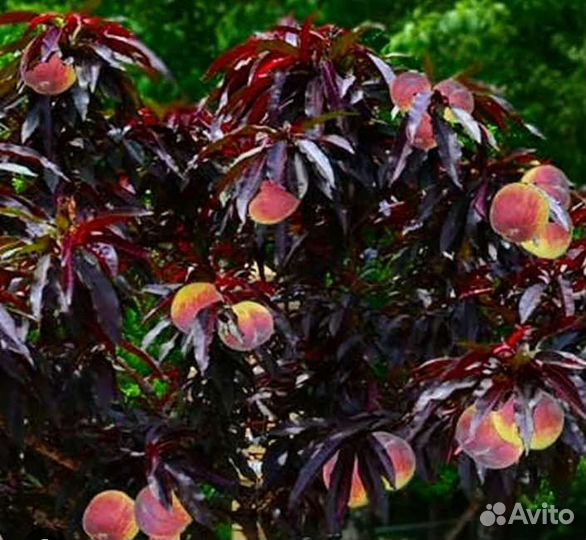 Саженцы персиков