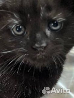 Котенок девочка