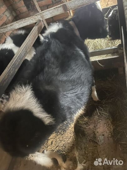 Продажа бычков