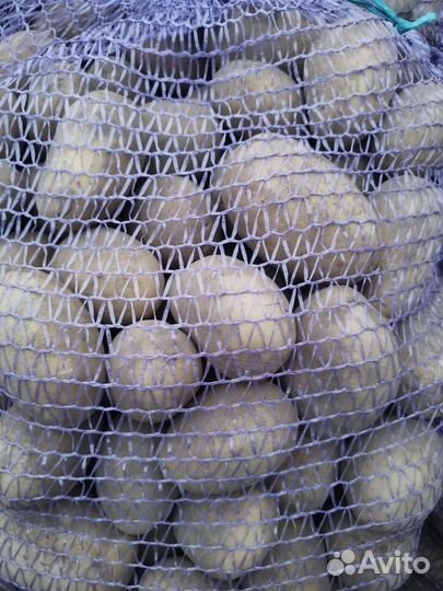Продам картофель. Галла