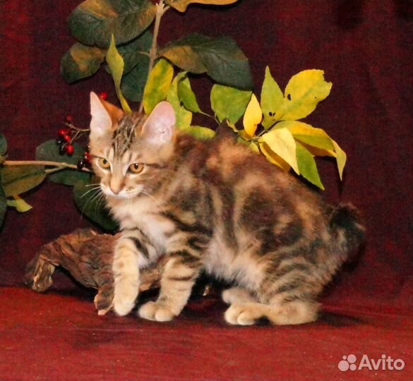 Золотая осень