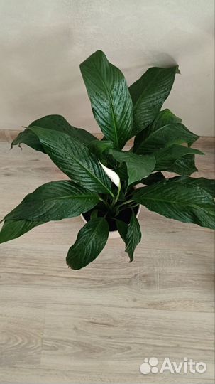 Спатифиллум