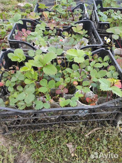 Клубника ремонтантная