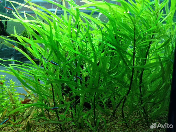 Аквариумные растения 11 видов
