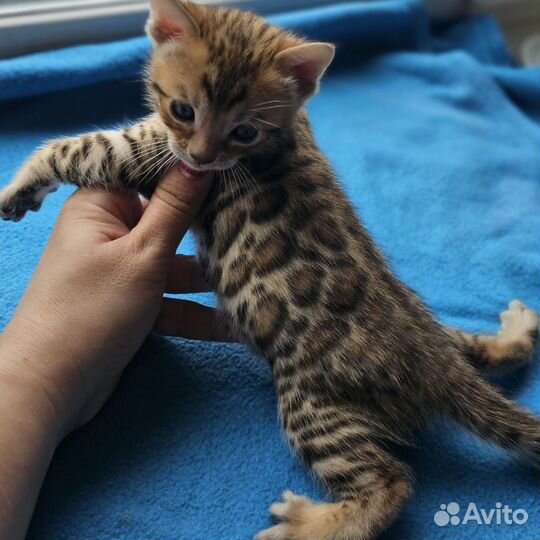 Бенгальский мальчик