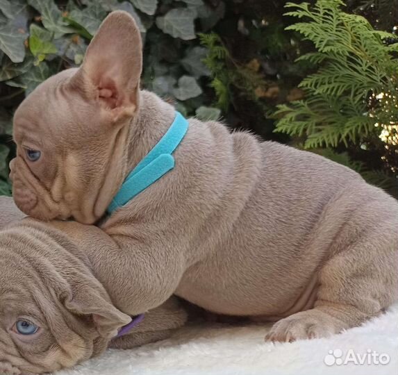 Изабелловые пацаны