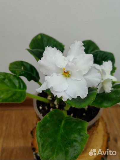 Фиалки сортовые