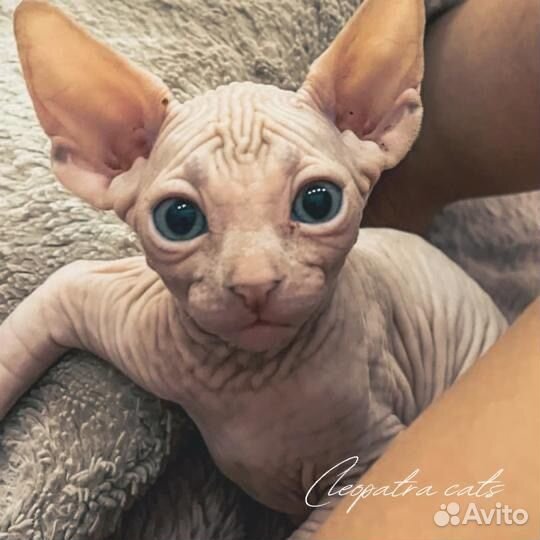 Канадский сфинкс котенок