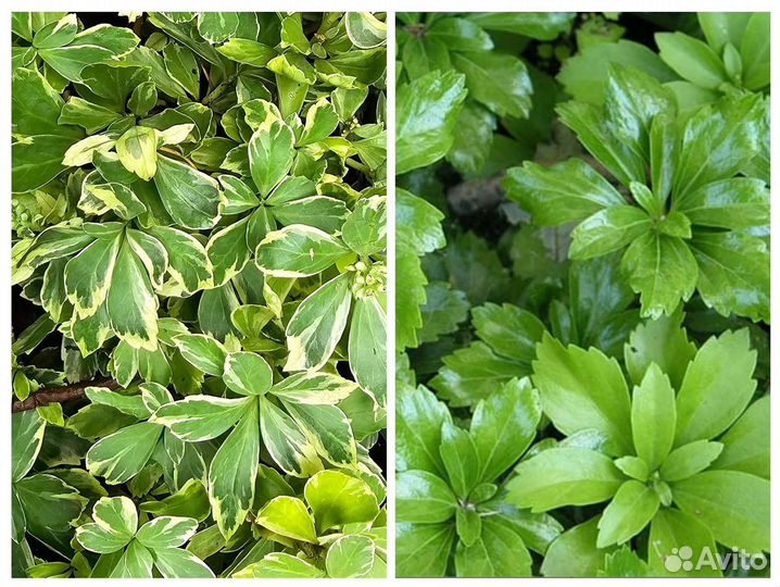 Пахизандра вечнлзеленый почвокровник