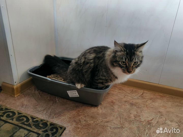 Наполнитель для кошачьего туалета