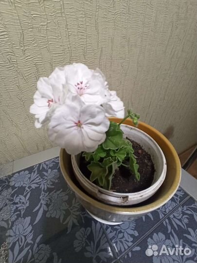 Пеларгония Pak Ice Rose