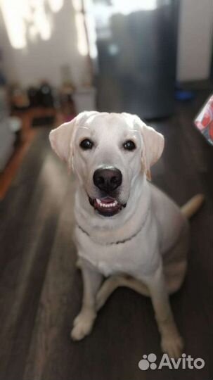 Лабрадор вязка