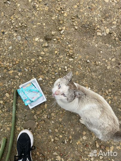 Молодой тайский кот пропадает на улице