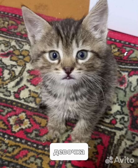 Кошка в дар бесплатно