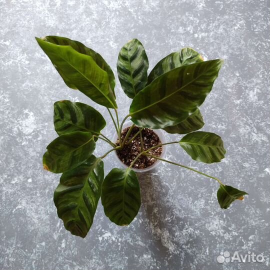 Строманта марун калатея литце маранты хлорофитум