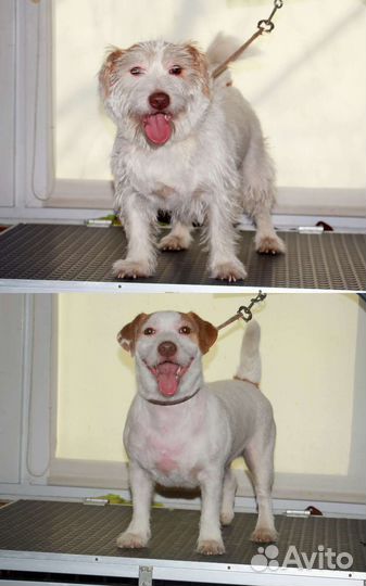 Тримминг Джек Рассела