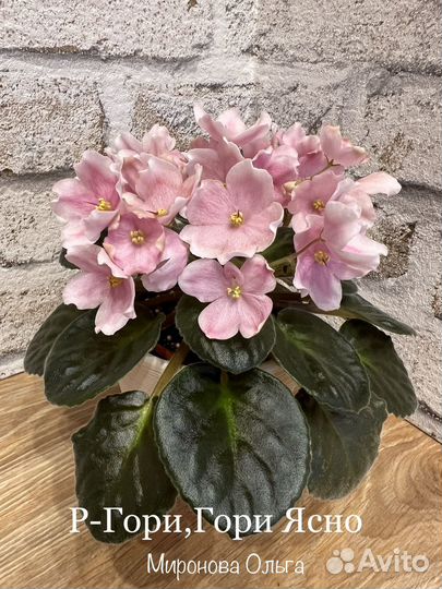 Детки сортовых фиалок