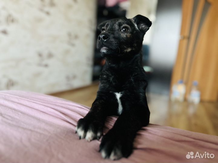 Собака в добрые руки щенок бесплатно большая