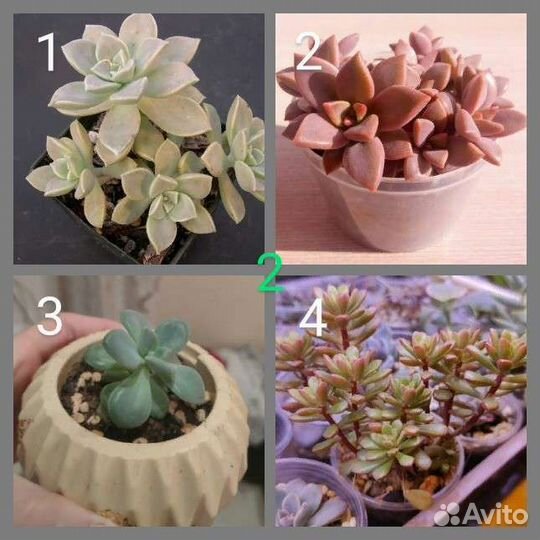 Суккуленты срезы, черенки