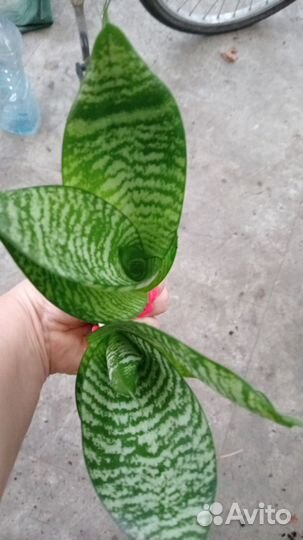 Сансевиерия Ханни Грин