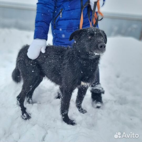 Пес в добрые руки