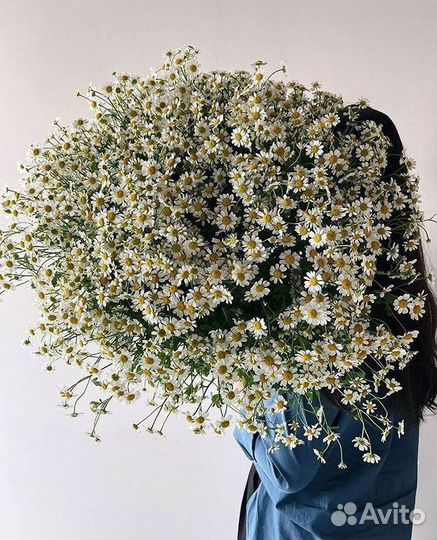 Букеты ромашек