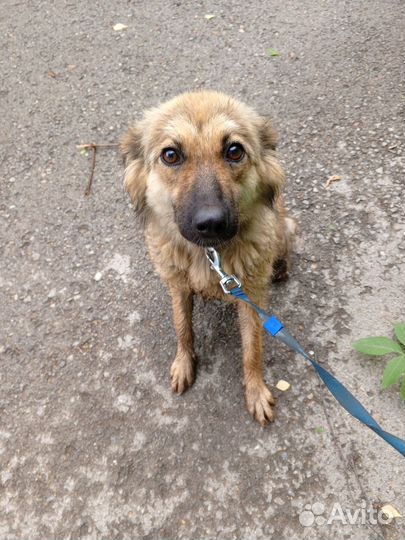 Собака а добрые руки отдам бесплатно