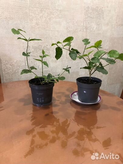 Комнатные растения