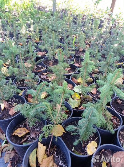 Ель голубая Глаука