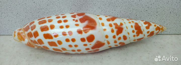 Митра Митра14,1 морская ракушка раковина