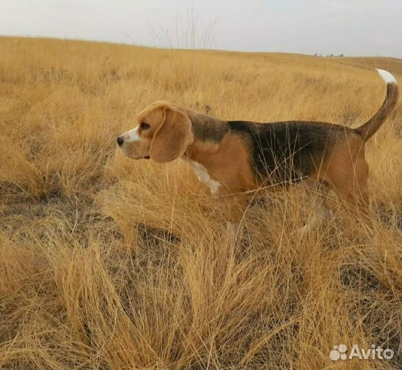 Щенки бигль