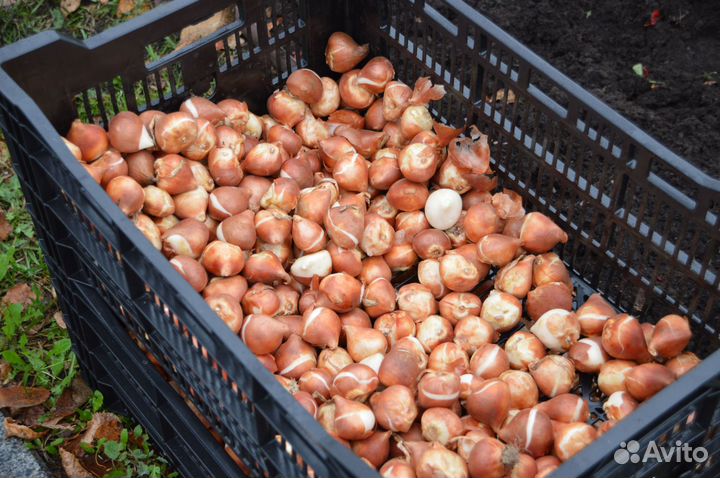 Луковицы тюльпанов power play оптом