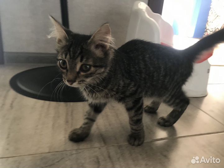 Котенок девочка в добрые руки