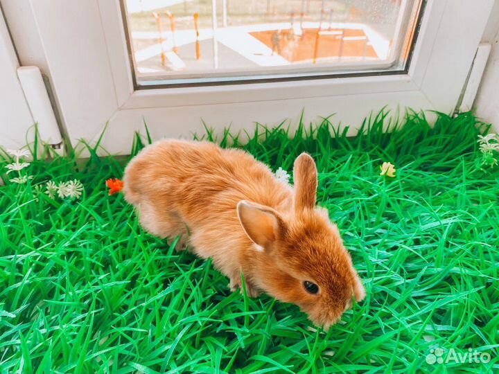 Карликовый кролик мини