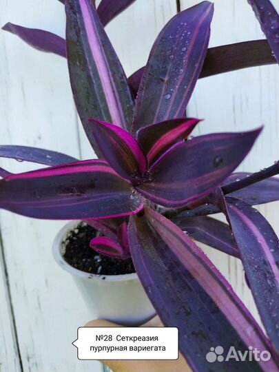 Традесканция 30 сортов