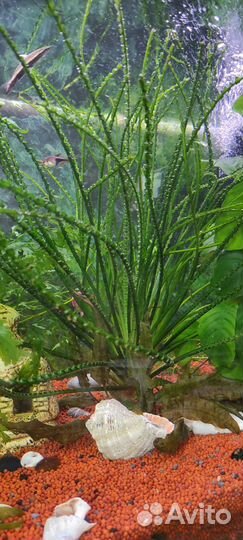 Аквариумные растения