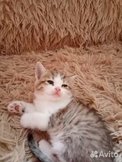 Кошка в дар