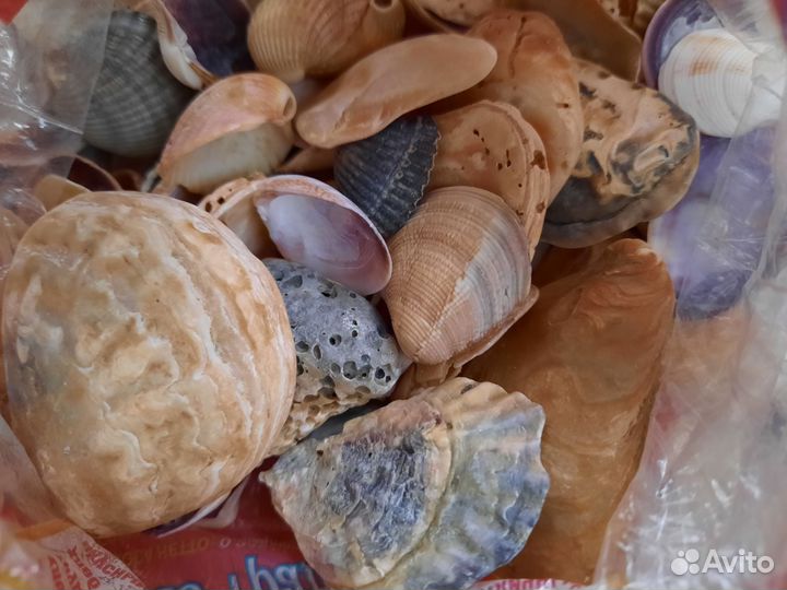 Ракушки морские