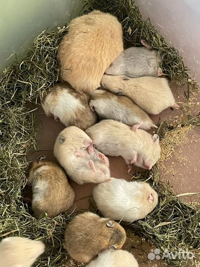 Сирийские хомяки. Питомник. Малыши рожд. 11.08