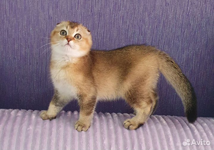 Шотландские вислоухие котята