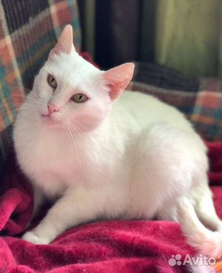 Кошечка в дар