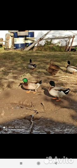 Утки дикие