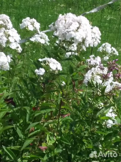 Продаются цветы