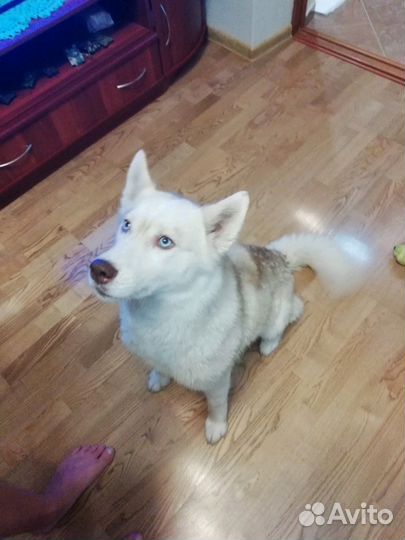 Передержка животных, зоогостиница