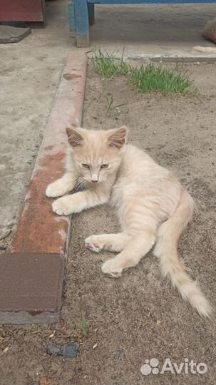 Котята в добрые руки бесплатно