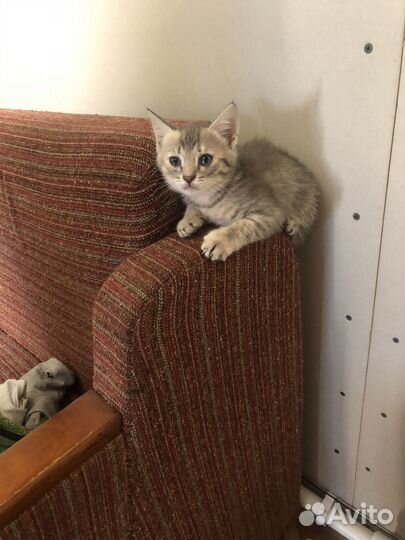 Котята в добрые руки даром