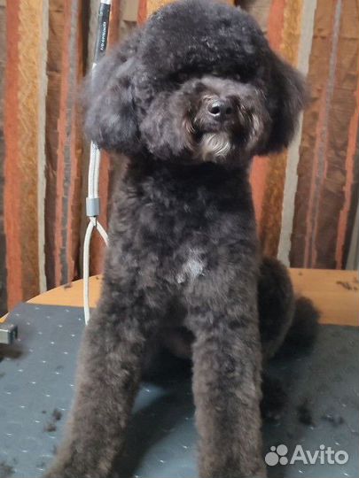 Груминг собак, кошек