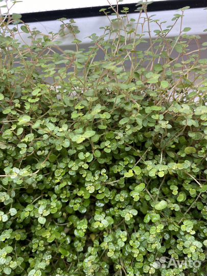 Растения Комнатные «отдам в хорошие руки»