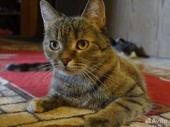 Передержка кошек&собак